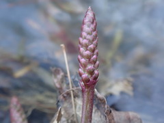 Plantago cordata