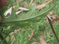 Senecio distalilobatus