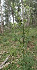 Senecio distalilobatus