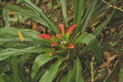 Nidularium innocentii