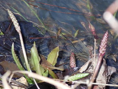 Plantago cordata