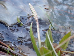 Plantago cordata