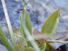 Plantago cordata
