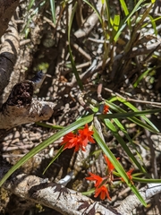 Scaphyglottis bidentata