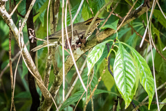 Seiurus aurocapilla image
