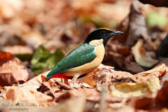 Pitta concinna