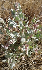 Atriplex rosea