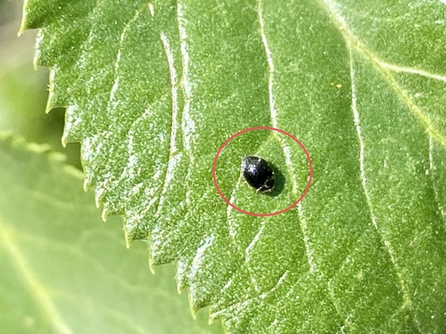iNaturalist observation photo of Beetles
