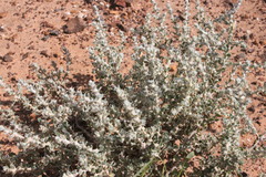 Sclerolaena birchii