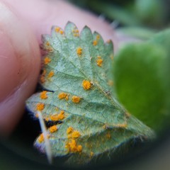 Phragmidium mexicanum