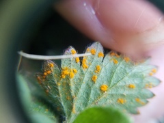 Phragmidium mexicanum