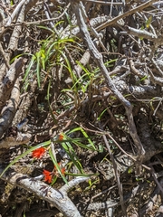 Scaphyglottis bidentata