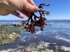 Mazzaella affinis