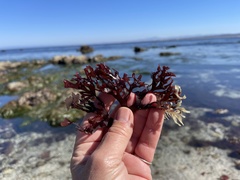 Mazzaella affinis