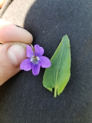 Viola sagittata