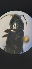Poecilus lucublandus