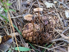 Auriscalpium vulgare