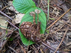 Auriscalpium vulgare