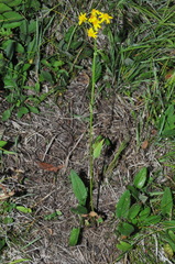 Packera schweinitziana