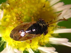 Geocoris pallidipennis
