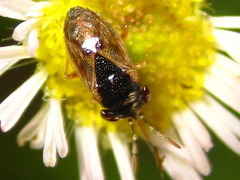 Geocoris pallidipennis