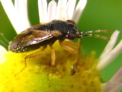 Geocoris pallidipennis