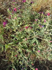Echium sabulicola decipiens