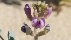 Lupinus shockleyi