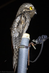 Nyctibius griseus
