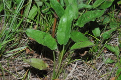 Packera schweinitziana