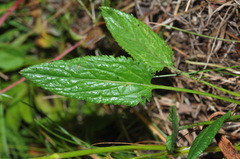 Packera schweinitziana