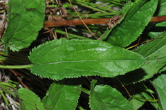 Packera schweinitziana