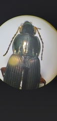 Poecilus lucublandus