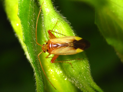 Adelphocoris suturalis