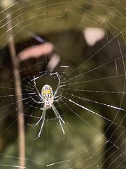 Leucauge regnyi