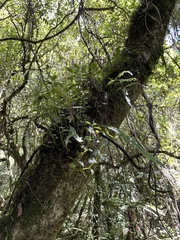 Peperomia urvilleana