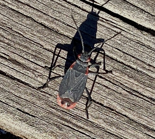 iNaturalist observation photo of Red-shouldered Bug