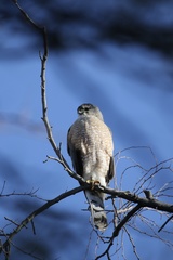 Accipiter cooperii