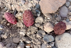 Cynomorium coccineum