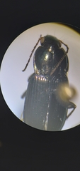 Poecilus lucublandus