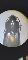 Poecilus lucublandus