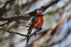 Pyrocephalus rubinus