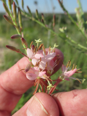 Oenothera cinerea