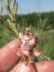 Oenothera cinerea