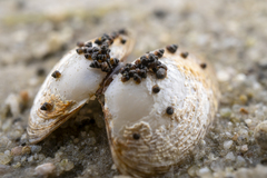 Hydrococcus brazieri