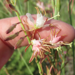 Oenothera cinerea