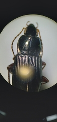 Poecilus lucublandus