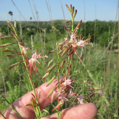 Oenothera cinerea