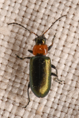 Scelolyperus