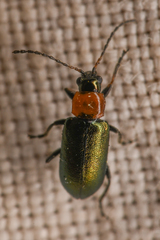 Scelolyperus